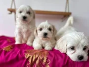 Maltese terrıyer