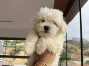 0 numara maltese Terrıyer 