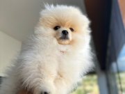 Orıjınal ayıcık suratlı ve kalın bacaklı Pomeranian tedyı