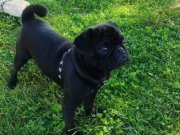Ful aşilı egıtımlı pug Mops , kullandığımız malzem. Hedıye 