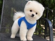 Orıjınal boo 
