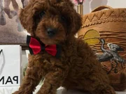 Toy poodlye
