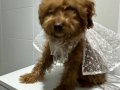 Toy poodlye 