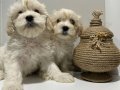 Maltese Terriyer