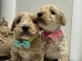 Mini Maltipoo bebekler