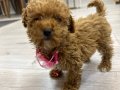 Orijinal toy Poodle