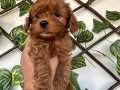 Mını toy poodlye 