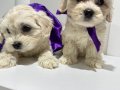 0numara Maltese 