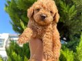 Orıjınal toy poodlye