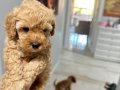 En küçük boy orijinal toy Poodle bebekler