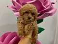 Anne orijinal Tayole babası Maltipoo