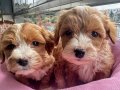 Mini Maltipoo bebekler