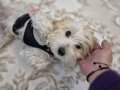 6 aylık dişi Morkie pasaportlu mikroçiplidir.3kg agırlıgında