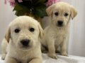 Labrador yavrularımız 