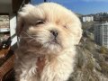 İmperial Pekines yavrularımız