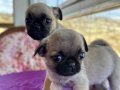 Pug mops