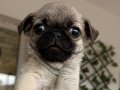 Sevımlı pug mops bebekler