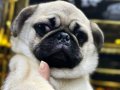 Orıjınal pug mops yavrumuz 