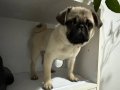 Orıjınal pug mops