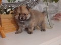 Orıjınal pomeranıan Boo yavrular