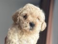 Ev Ortamında Büyüyen Oyuncu Mini Toy Poodle