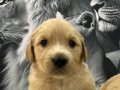 Bebek Yüzlü Orijinal Golden Retriever Yavruları