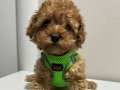 Antialerjik Mini Boy Orijinal Kore Poodle | Eğitimi Hazır Sosyal Dost