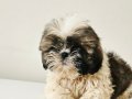 Orjinal Shih Tzu Bebekler