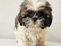Orjinal Shih Tzu Bebekler