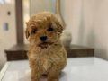 Çok küçük Kıvırcık Kuzu Maltipoo