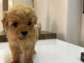 Çok küçük Kıvırcık Kuzu Maltipoo