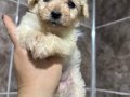Çok küçük Kıvırcık Kuzu Maltipoo