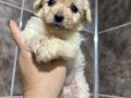 Çok küçük Kıvırcık Kuzu Maltipoo
