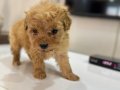 Çok küçük Kıvırcık Kuzu Maltipoo