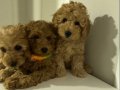 Minyatür Poodle Yavrularımız