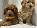 Minyatür Poodle Yavrularımız