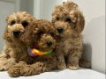 Minyatür Poodle Yavrularımız
