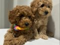 Minyatür Poodle Yavrularımız