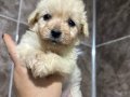 Mini Maltipoo