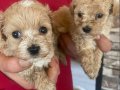 Mini Maltipoo