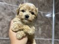 Mini Maltipoo