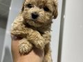 Mini Maltipoo