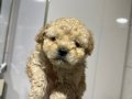 Mini Maltipoo
