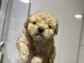 Mini Maltipoo