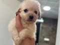 Mükemmel Minyatür Maltipoo 