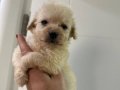 Mükemmel Minyatür Maltipoo 
