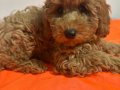 Yoğun Kızıl Dalgalı Poodle