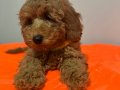 Yoğun Kızıl Dalgalı Poodle