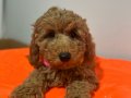 Yoğun Kızıl Dalgalı Poodle