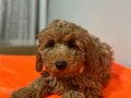 Yoğun Kızıl Dalgalı Poodle